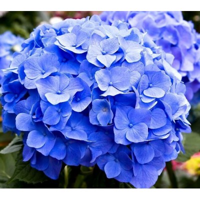 Саженцы Гортензии "Боденси": отзывы и описание сорта