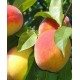 Саженец персика "Виргил Т-4" Саженец персика "Виргил Т-4"