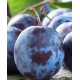 Саженец сливы "Кубанская ранняя" Саженец сливы "Кубанская ранняя"